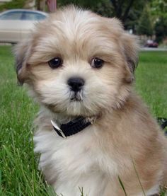 Lhasa Apso Puppies, Pets Pictures, Pets Photos, Havanese Puppies, Havanese Dogs, Puppy Names, Lhasa Apso, Lhasa, Baby Puppies