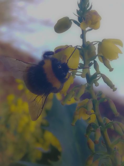 Bee Aesthetic Pfp, Bumblebee Aesthetic, Sunny Core, Willow Park, Personal Aesthetic, Inspiring Images, Design Concepts, Bumble Bee, Concept Design