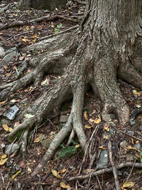 #trees #oak #roots #woodland Tree Roots Aesthetic, Bare Root Trees, Oak Tree Roots, Tree With Strong Roots, Mini Forest, Art Club Projects, Tree Drawings, Peace River, Tree Root