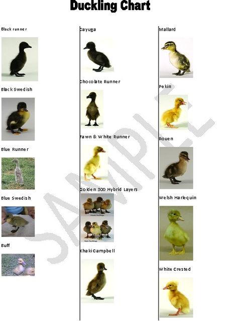 baby identify charts? Types Of Ducks Chart, Duck Breeds Chart, Duck Raising, House Duck, Duck Care, Duck Ideas, Duck Pens, Types Of Ducks, Ducks And Geese