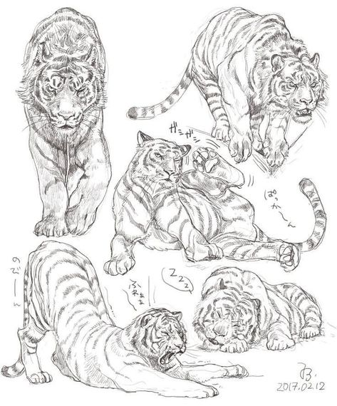 Cats Chibi, Feline Anatomy, Animals Sketch, Tato Tradisional, Animal Sketch, Tiger Drawing, Animal Drawings Sketches, Animal Anatomy, Big Cats Art