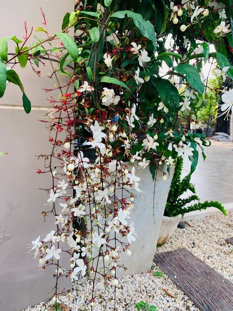 Chain of glory plant in the sidewalk of garden Chains Of Glory Plant, Clerodendrum Wallichii, Plant Shopping, Future Garden, Trailing Plants, Flower Gardening, Interior Plants, Ornamental Plants, Climbing Plants