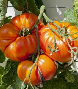 Ripen Green Tomatoes, Beefsteak Tomato Plant, Crazy Photos, Watering Tomatoes, Determinate Tomatoes, Planting Calendar, Tomato Seedlings, Beefsteak Tomato, Tomato Plant