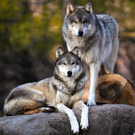 Wolves can have a surprising impact on the amount of carbon stored in the boreal forests of North America (Credit: Getty Images) Wolf Mates, African Forest Elephant, Wolf Clothing, Beautiful Wolf, Wolf Hybrid, Wolf Images, Wolf Photography, Wolf Face, Wolf Photos