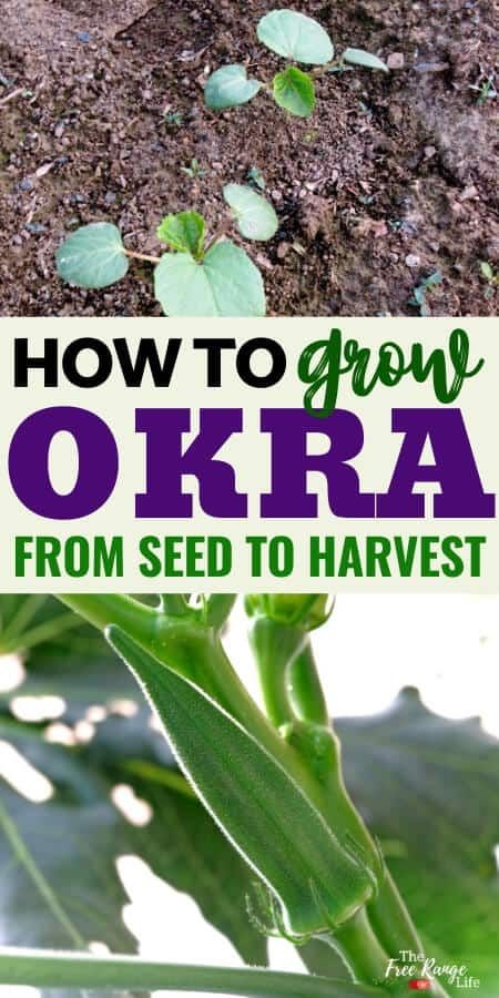 Okra Companion Planting, Grow Okra, Growing Okra, Okra Plant, Southern Gardens, Okra Seeds, Compost Container, Vegetable Garden For Beginners, Southern Garden