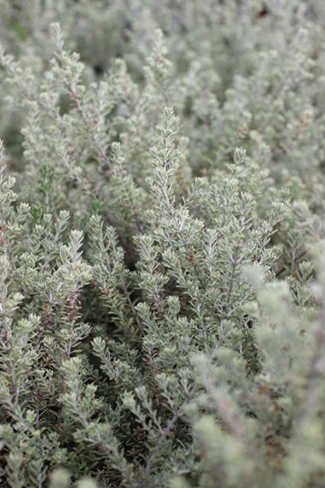 Westringia fruticosa 'Smokey' Westringia Fruticosa, Wooly Thyme, Gravel Garden, Evergreen Shrubs, Star Shape, Thyme, Green And Grey, Nursery, Plants