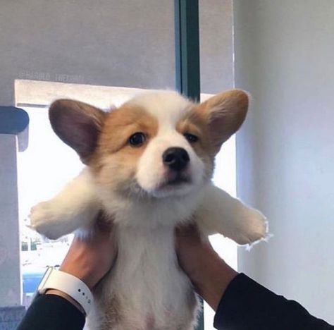 Puppy Corgi, Cute Corgi Puppy, Corgi Dogs, Cute Little Puppies, Corgi Puppy, Cute Corgi, Silly Dogs, Corgi Dog, Cute Animal Photos