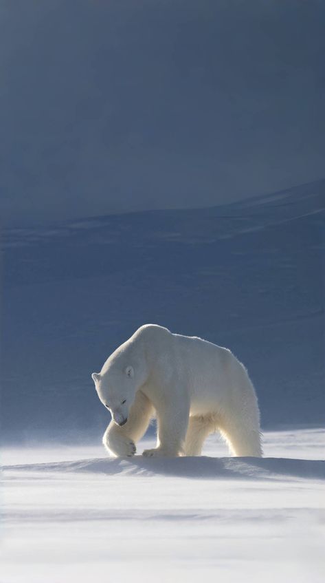 Polar Bear In Water, Winter Animals Aesthetic, Polar Bear Wallpaper Iphone, White Bear Wallpaper, Under Water Aesthetic, Polar Bear Aesthetic, Polar Bear Photography, Polar Bear Wallpaper, Polar Bear Paw