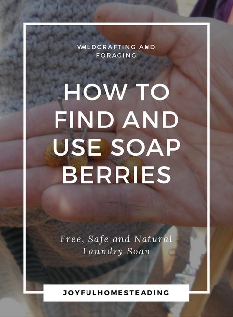 Soap Berry Tree, Soapberry Tree, Foraging Plants, Make Money Homesteading, Soap Berries, Natural Home Cleaning, Self Sufficient Living, Homesteading Animals, Wild Edibles