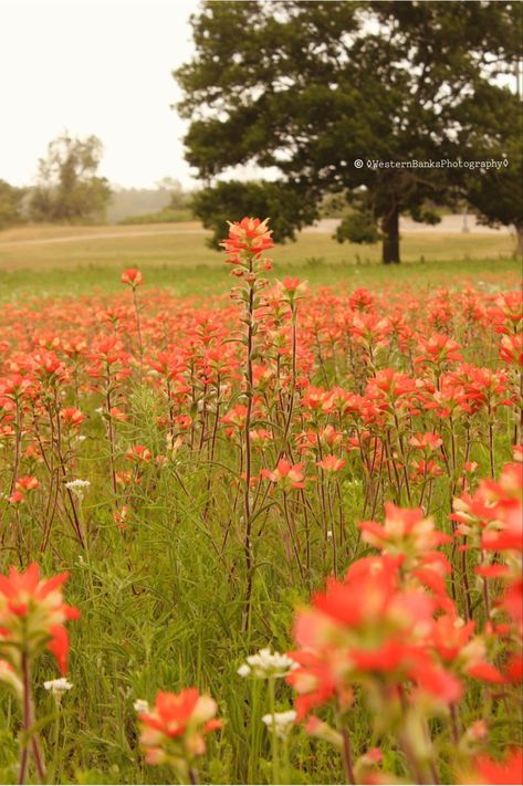 Wildflower Photography, Wildflowers Photography, Indian Paintbrush, Phone Icon, Spring 2023, Phone Wallpapers, Wild Flowers, Phone Wallpaper, Washington