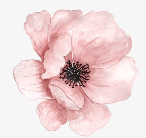 Flower Png Images, Pink Watercolor Flower, 수채화 그림, Plant Painting, Cat Air, Watercolor Flowers Paintings, Hand Painted Flowers, Flower Clipart, Watercolor Flower