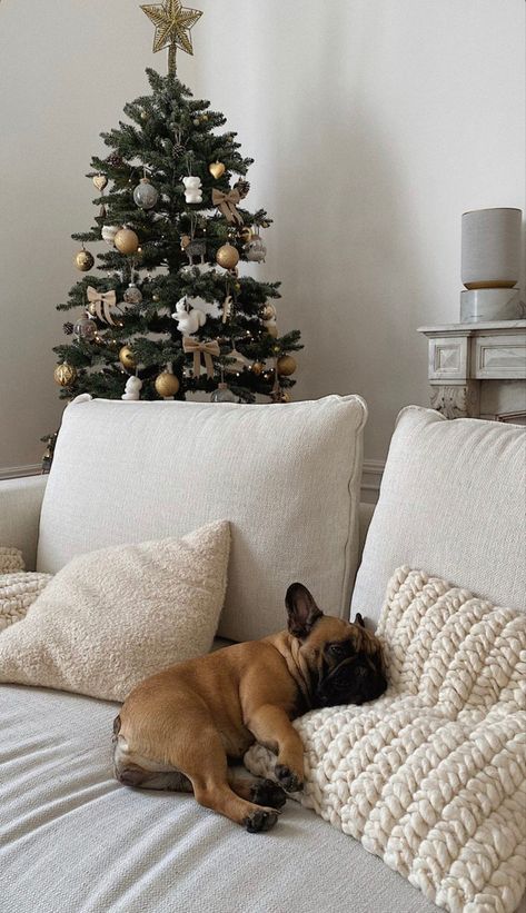 Frenchie Puppy Aesthetic, Aesthetic French Bulldog, Big Dog Aesthetic, Frenchie Aesthetic, French Bulldog Aesthetic, Frenchie Christmas, Pearl Lipstick, French Bulldog Christmas, Scary Dogs