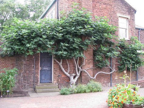 Figs need to be kept short and open so you can pick the fruit, so an espalier is an effective way to do that. If not, the birds will benefit from the ones out of reach...by Octavia Helena, via Flickr Beautiful Espaliered Fig Garden Topiary, Espalier Fruit Trees, Gardener Aesthetic, Garden To Table, Ceiling Window, Edible Landscape, Gardening Aesthetic, Garden Vines, Edible Landscaping