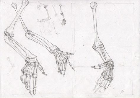 Anatomy skeletal, art study Skeleton Hand Reference, Drawing Tips Bodies, Skeletal Art, Fire Genasi, Hands Skeleton, Skeleton Hands Drawing, Human Proportions, Hand Skeleton, Anatomy Studies