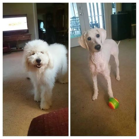 13 Dogs Before And After Haircuts That Are Simply Hilarious Shaved Doodle Dog, Shaved Husky, Shaved Goldendoodle, Dog Daycare Business, Poodle Haircut Styles, Goldendoodle Grooming, Daycare Business, Alone At Home, Dog Grooming Styles