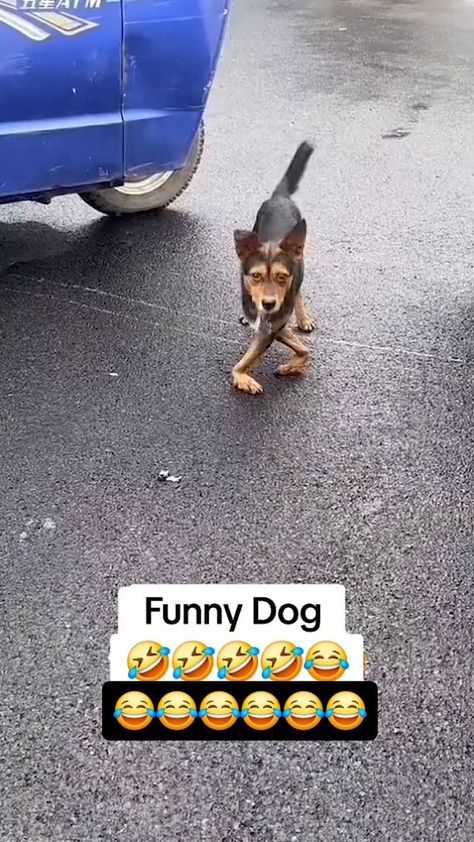 Confidence Nkechi Liberato | Cat walking dog 🐕 | Instagram Talking Dog Video, Babies Laughing, Funny Talking Dog, Funny Babies Laughing, Moose Pictures, Funny Pet Videos, Animal Photography Wildlife, Shyam Baba, Cat Walking