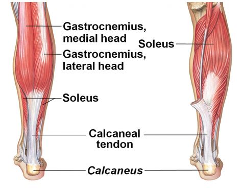 Sports Injury Bulletin - Anatomy - Rehabilitation of soleus muscle injuries in distance runners Calf Anatomy, Stretch Calf Muscles, Achilles Tendon Ruptures, Soleus Muscle, Gastrocnemius Muscle, Lower Leg Muscles, Calf Pain, Hope College, Distance Runner