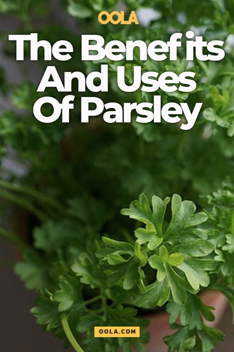 Wholesome Breakfast Ideas, Parsley Benefits, Benefits Of Basil, Parsley Tea, Growing Parsley, Parsley Recipes, Growing Cilantro, Herbal Medicine Recipes, Zesty Sauce