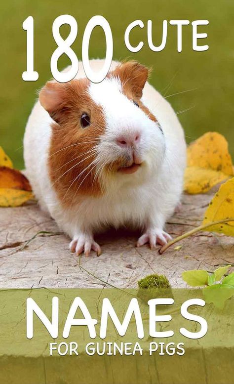 Cute guinea pig names - loads of ideas for naming your favorite small pet Guinea Pig Names, Pig Names, Diy Guinea Pig Toys, Indoor Guinea Pig Cage, Guine Pig, Diy Guinea Pig Cage, Guinea Pig Diy, Guinea Pigs Funny, Guinea Pig Food