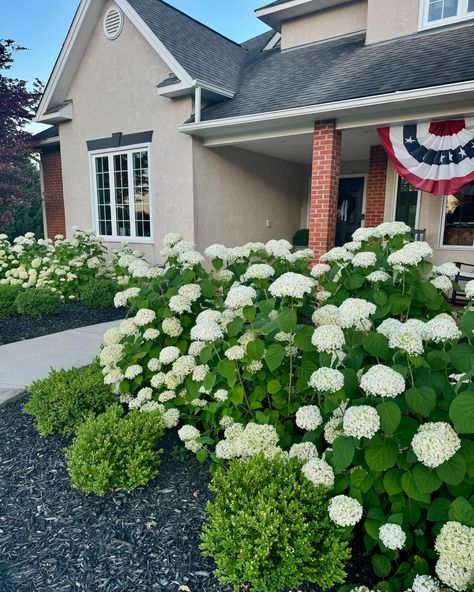 Hydrangeas And Boxwoods, Hydrangea Incrediball, Boxwood Shrub, Incrediball Hydrangea, Hydrangea Season, Annabelle Hydrangea, Large Hydrangea, Box Wood Shrub, One Year Ago