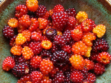 Rubus spectabilis (salmonberry) Alaskan Living, Salmon Berry, Forest Pixie, Types Of Berries, North To Alaska, Alaska The Last Frontier, Salish Sea, Beautiful Place In The World, And July