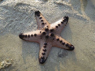 Chocolate Chip Starfish, Starfish Species, Marine Organism, Red Chocolate, Limp Bizkit, Aquatic Animals, Sea Star, Soft Corals, Marine Animals