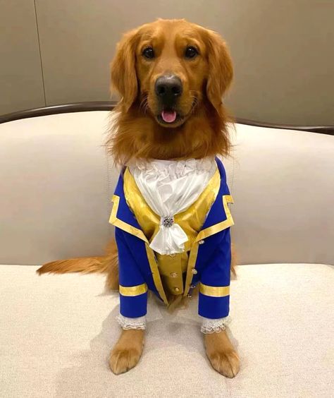 Disney Dog Costume, Cute Dog Halloween Costumes, The Beast Costume, Puppy Halloween Costumes, Prince Cosplay, Beauty And The Beast Costume, Beast Costume, Puppy Costume, Gold Blazer