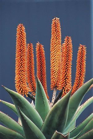 South African Flowers, Indoor Flowering Plants, African Plants, Drought Tolerant Landscape, Aloe Plant, African Flowers, Drought Tolerant Plants, Easy Plants, Desert Plants