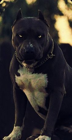 Pitbull Dog Wallpaper, Pitbulls Wallpaper, Rottweiler And Pitbull, Pitbull Dog Pictures, Black Pitbull Puppies, Pitbull Wallpaper, Boy Dog Clothes, White Pitbull, Black Pitbull