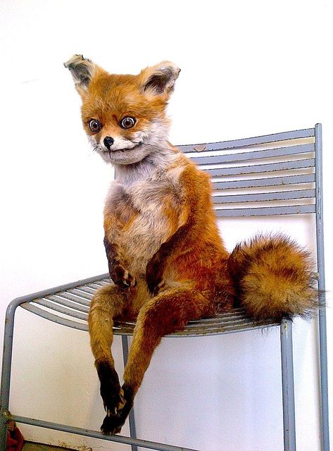 Funny Taxidermy, Fox Memes, Bad Taxidermy, Silly Animal Pictures, Cursed Image, Image Meme, Cursed Memes, Stone Fox, Horror Themes