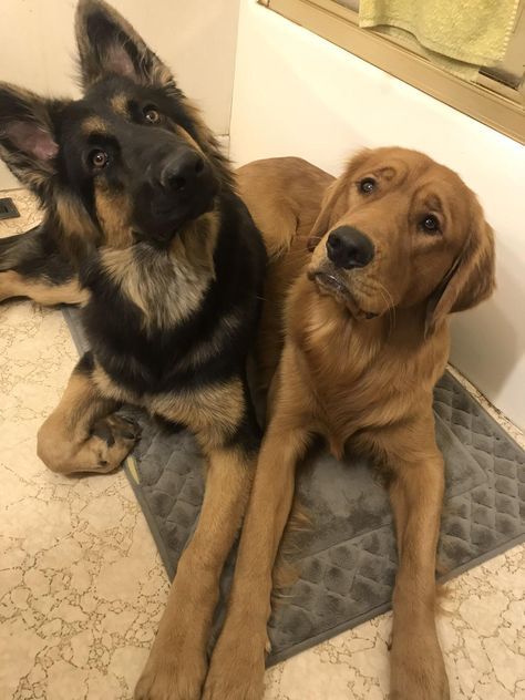 German Shepherd And Golden Retriever Friends, German Shepherd X Golden Retriever, German Shepherd And Labrador, Golden German Shepherd, 2 Dogs Together, German Shepard Golden Retriever, German Shepherd And Golden Retriever, Golden Retriever And German Shepherd, Golden Shepherd