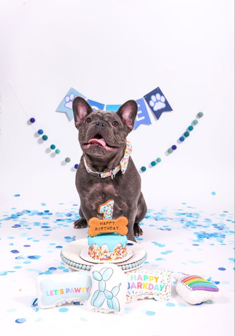 Dogs Birthday Photoshoot, Dog Birthday Party Photo Shoot, Diy Dog Birthday Photoshoot Ideas, Dog Birthday Ideas Pictures, Dog Cake Smash Pet Photography, Dog Birthday Party Pets, Dog Breath, Frenchie Mom, Peanut Butter Pumpkin