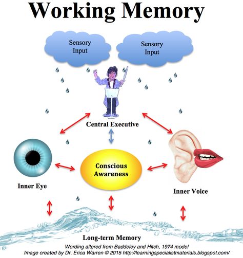 Working Memory Definition, Facts, Symptoms and Strategies Infographic: What is Working Memory? Working memory is a cognitive functioning that enables an individual to remember and use relevant information to complete an activity. Information enters the brain through the senses and our conscious awareness processes and makes sense of the information through thoughts, inner visualizations, and the inner voice... Learning Specialist, Memory Strategies, Memory Activities, Executive Functions, Strategy Infographic, Sensory Learning, Memory Words, Mindfulness Training, Executive Functioning Skills