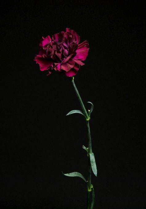 Burgundy Carnation. Drawing Subjects, Dianthus Caryophyllus, Sweet William, Carnation Flower, Flower Pictures, Subjects, Wallpapers, Collage, Tattoos