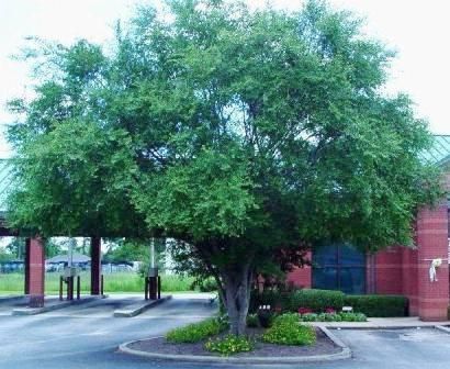 LACEBARK ELM Ulmus parvifolia This beautiful Zone 5 tree makes a lovely street tree. It's bark displays a distinct puzzle pattern, adding another layer of interest. Size: Sm-Med Chinese Elm Tree, Ulmus Parvifolia, Screening Plants, Screen Plants, Elm Tree, Tree Growing, Street Trees, Tree Landscape, Tree Seeds