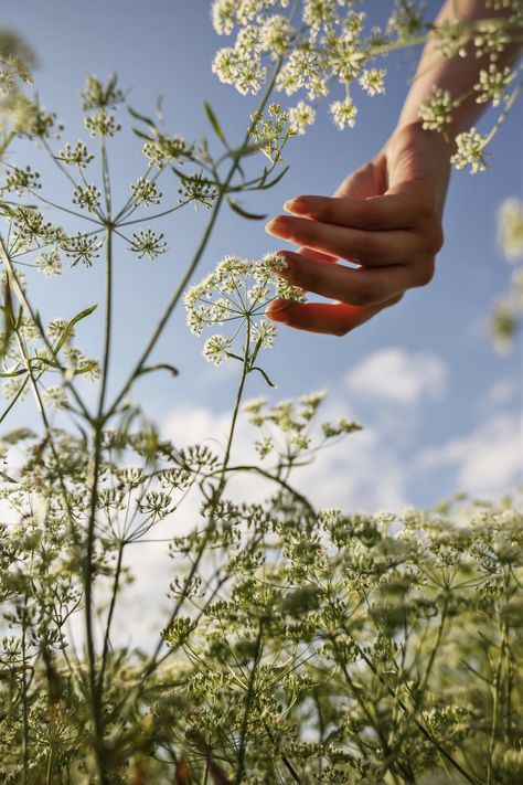 Herb Aesthetic, Propagation Methods, Herb Photography, Aesthetic Scenes, Rose Garden Landscape, Kitchen Gardening, Gardening Photography, Hunting Tips, Field Of Dreams