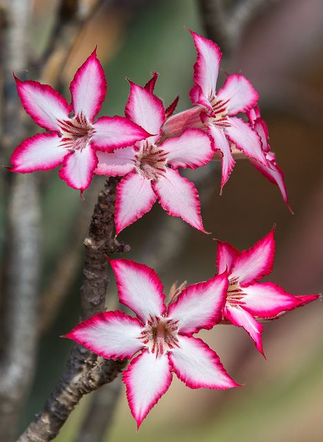 Impala Lily by bfryxell, via Flickr Impala Lily Tattoo, Ghana Nails, Flowers Valley, Impala Lily, Nail Flowers, Lilies Drawing, Lily Flower Tattoos, Desert Roses, Flora Pattern