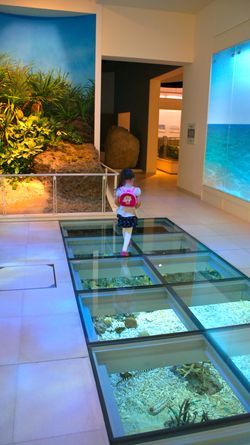 Museum Floor Aquarium Floor Plan, Aquarium Floor, Japanese Guide, Museum Natural History, Okinawa Island, Museum Flooring, Japan Bucket List, Nature Museum, Backpack Hiking