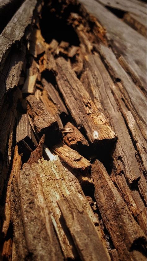 Vetiver Aesthetic, Cedarwood Aesthetic, Cedarwood Photography, Patchouli Aesthetic, Sandalwood Aesthetic, Woody Aesthetic, Wood Aesthetic, Dark Windows, Aesthetic Objects