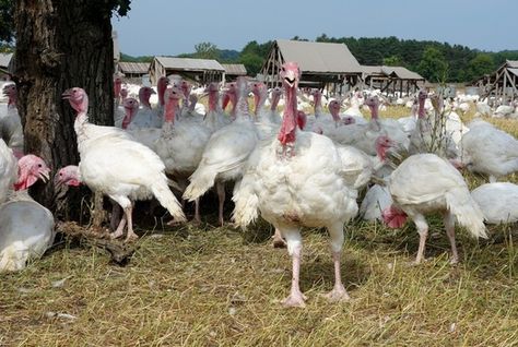 FERNDALE MARKET Turkeys at Ferndale Market are raised free-range style. Free Range Turkeys, Turkey Farming, Turkey Photography Bird, Wild Turkey Photography, Wild Turkey Rare Breed, Free Range, Animals