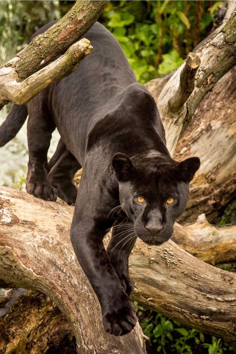 Black Panther Spirit Animal Panther Symbolism, Pumas Animal, Panther Pictures, Black Panther Tattoo, Jaguar Leopard, Panther Tattoo, Black Cat Tattoos, Panther Art, Black Jaguar