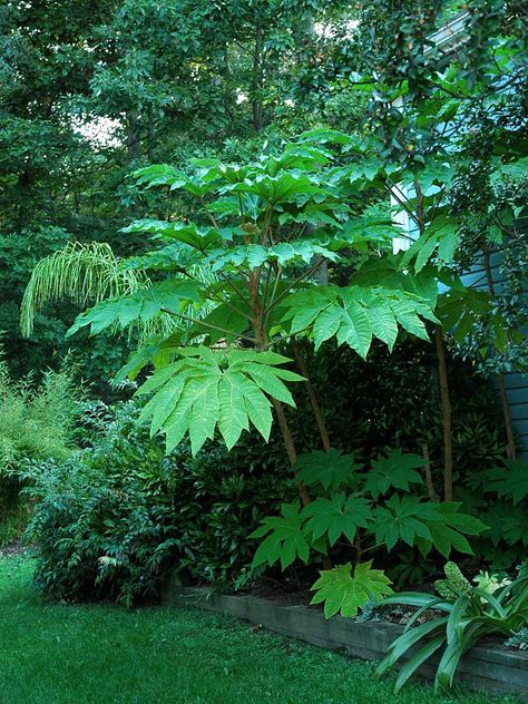 Large leaf tropical plants - TROPICAL LOOKING PLANTS - Other Than Palms - PalmTalk Tropical Planting Uk, Large Foliage Plants, Large Leaf Tropical Plants, Large Leaf Plants Outdoor, Big Plants Outdoors, Backyard Jungle Garden, Jungle Garden Uk, Small Tropical Trees, Small Tropical Garden Ideas Uk