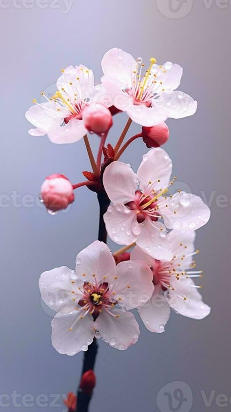 Cherry blossom flower photo wallpaper background. AI Generated, Cherry Blossom Close Up, Cherry Blossom Branch Photography, Juliette Tattoo, Cherry Blossom Photography, Cherry Blossom Photo, Pantone Design, Cherry Tree Branch, Plant Reference, Autumn Patterns