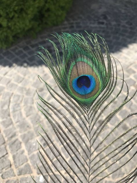 #peacock #aesthetic #opensea #sell Peacock Feather Aesthetic, Peacock Aesthetic, Geometric Animal Tattoo, Peacock Miraculous, Goddess Aesthetic, Graphic Design Cards, Vedic Art, Greek Gods And Goddesses, Cute Selfies Poses