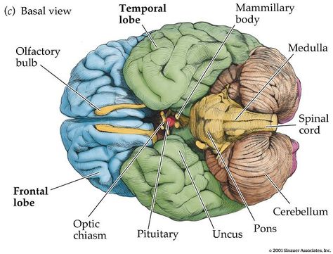 TJ. Brain Parts And Functions, Human Brain Diagram, Improve Memory Brain, Brain Anatomy And Function, Anatomy Of Human, Human Brain Anatomy, Brain Diagram, Model Illustration, Brain Models