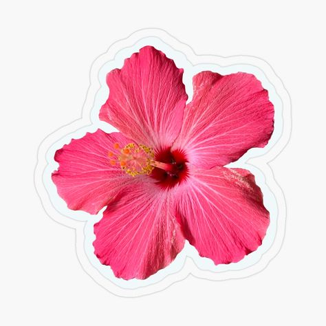 Get my art printed on awesome products. Support me at Redbubble #RBandME: https://www.redbubble.com/i/sticker/Hibiscus-Flower-by-vanessaxox3/154208473.O9UDB?asc=u Hibiscus Flower Sticker, Pink Hibiscus Flower, Images Hello Kitty, Stickers Cool, Kindle Stickers, Sticker Design Inspiration, Preppy Stickers, Snapchat Stickers, Redbubble Stickers