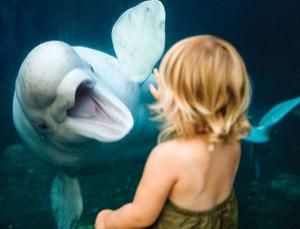 First analysis of beluga whale mimicking human speech Beluga Whale, Connecticut, Human, Funny, Animals