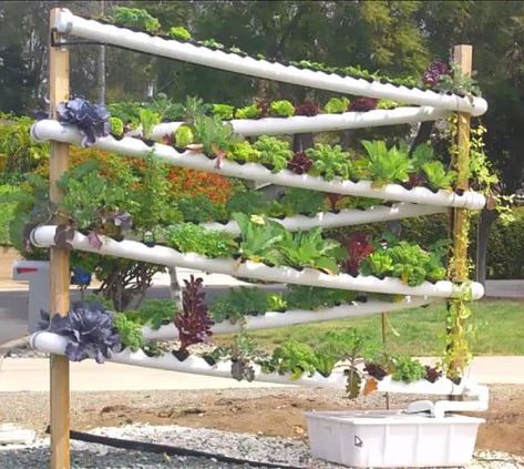 PVC Pipe Hydroponics Garden System | Smart Survival Uses For PVC Pipes | Homesteading Life Hacks Vertical Aquaponics, Vertical Hydroponics, Garden Tower, Vertical Vegetable Gardens, Hydroponic Garden, Aquaponics Diy, Hydroponic Farming, Hydroponics Diy, Hydroponic Growing