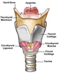 Front of larynx (for voice model) Vocal Anatomy, Slp Anatomy, Speech Anatomy, Anatomi Dan Fisiologi, Learn Anatomy, Nerf Vague, Communication Disorders, Voice Therapy, Embroidery Things