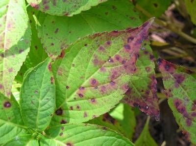 Hydrangea – Cercospora Leaf Spot | Walter Reeves: The Georgia Gardener Hydrangea Diseases Leaves, Hydrangea Diseases, Watering Hydrangeas, Michigan Flowers, Hydrangea Plant Care, When To Prune Hydrangeas, Hydrangea Landscaping, Plant Pathology, Hydrangea Leaves